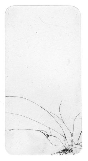 Oscar - image: Sam Hodge